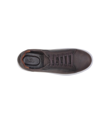 Ariom Lace VI